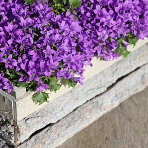 Campanula Addenda (paarse Klokjesbloem) - 20cm