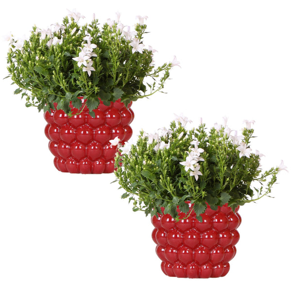 Combideal - 2x Campanula Addenda Ambella wit inclusief Berry sierpotten - 20cm