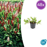 Product afbeelding 8
