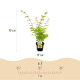 Product afbeelding 4