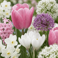 Blumenzwiebeln mix Rosa