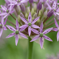 Allium bulbs Christophii