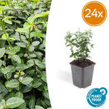 Product afbeelding 8
