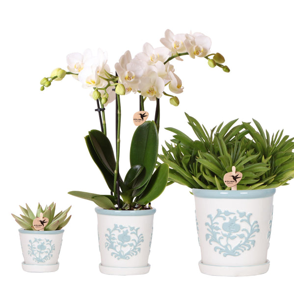 Combi deal - Orchidee Amabilis + Succulenten inclusief Malaga sierpotten