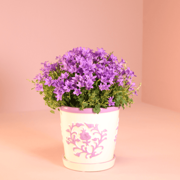 Combideal - 2x Campanula Addenda Ambella paars inclusief Malaga sierpotten - 20cm