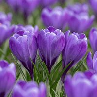 Crocus bulbs Blue