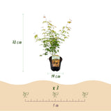 Product afbeelding 4