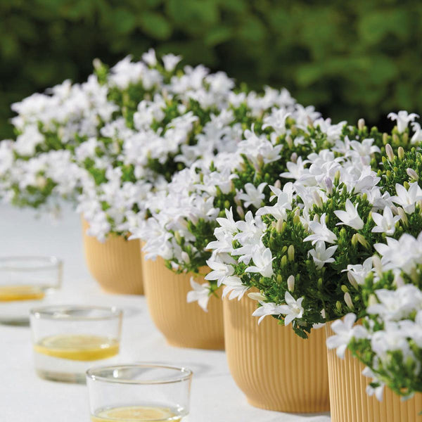Campanula Addenda wit (Klokjesbloem) - 20cm