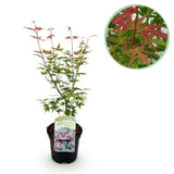 Product afbeelding 1