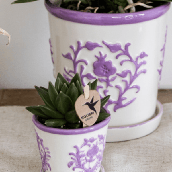 Combideal - 2x Campanula Addenda Ambella paars inclusief Malaga sierpotten - 20cm