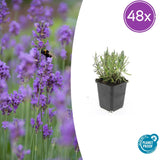 Product afbeelding 10
