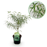 Product afbeelding 1
