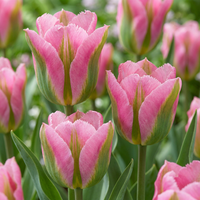 Tulip bulbs Striped Crown