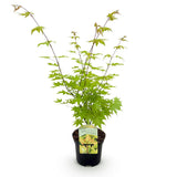 Product afbeelding 2
