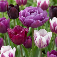 Bulbes de tulipe Blueberry mix