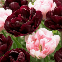 Tulip bulbs Sweet Desire mix