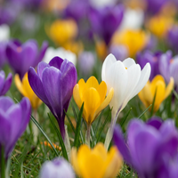 Crocus bulbs mix