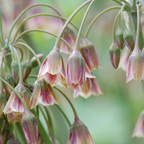 Cebulki czosnku ozdobnego Siculum