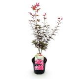 Product afbeelding 2