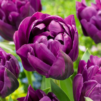 Tulpenbollen Double Lilac