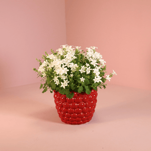 Combideal - 2x Campanula Addenda Ambella wit inclusief Berry sierpotten - 20cm