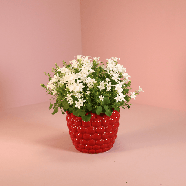 Combideal - 2x Campanula Addenda Ambella wit inclusief Berry sierpotten - 20cm