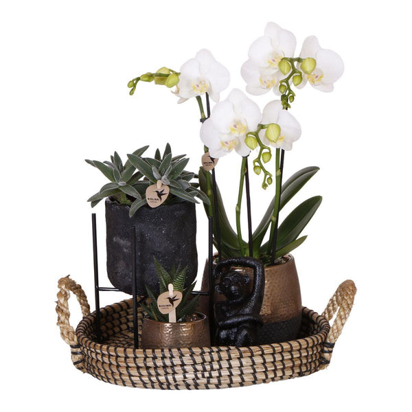 Combi deal - Urban luxe set inclusief sierpotten en accessoire op dienblad