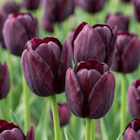 Tulpenbollen Triumph Black