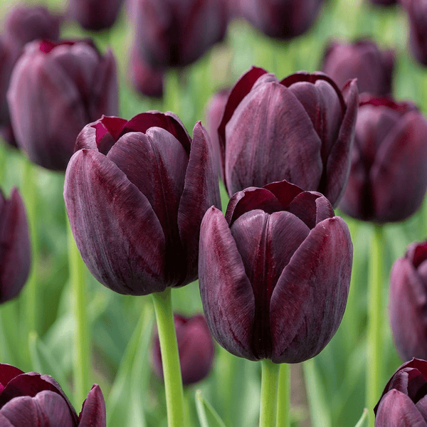 Cebulki tulipanów Triumph Black
