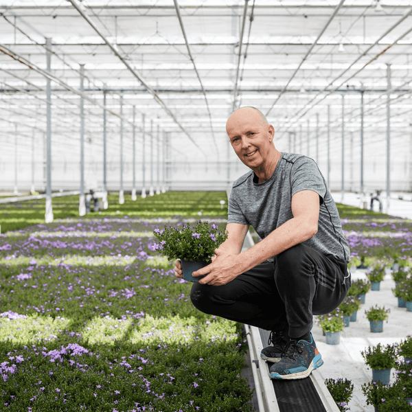 Combideal - 2x Campanula Addenda Ambella paars inclusief Malaga sierpotten - 20cm