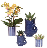 Combi deal - Orchidee Lima + succulenten in keramieken sierpotten