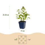 Product afbeelding 3