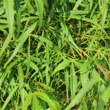 Product afbeelding 3