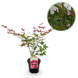 Product afbeelding 1
