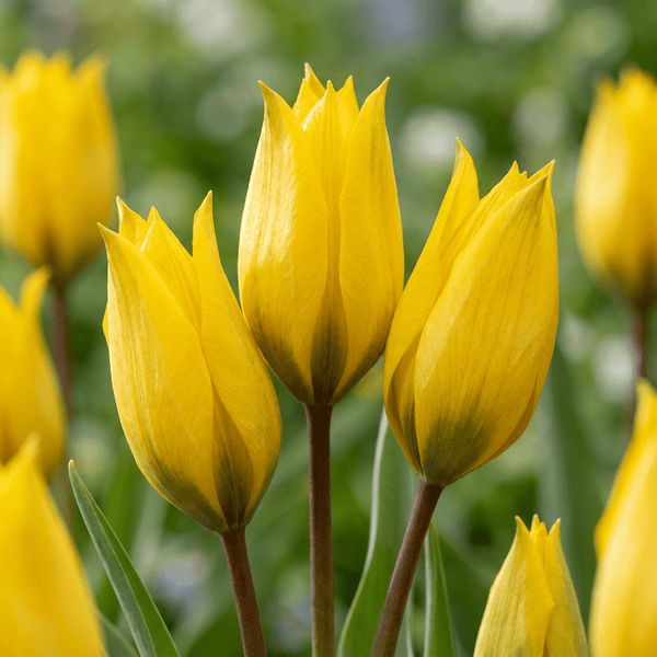 Cebulki tulipanów Sylvestris