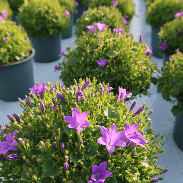 Combideal - 2x Campanula Addenda Ambella paars inclusief Malaga sierpotten - 20cm