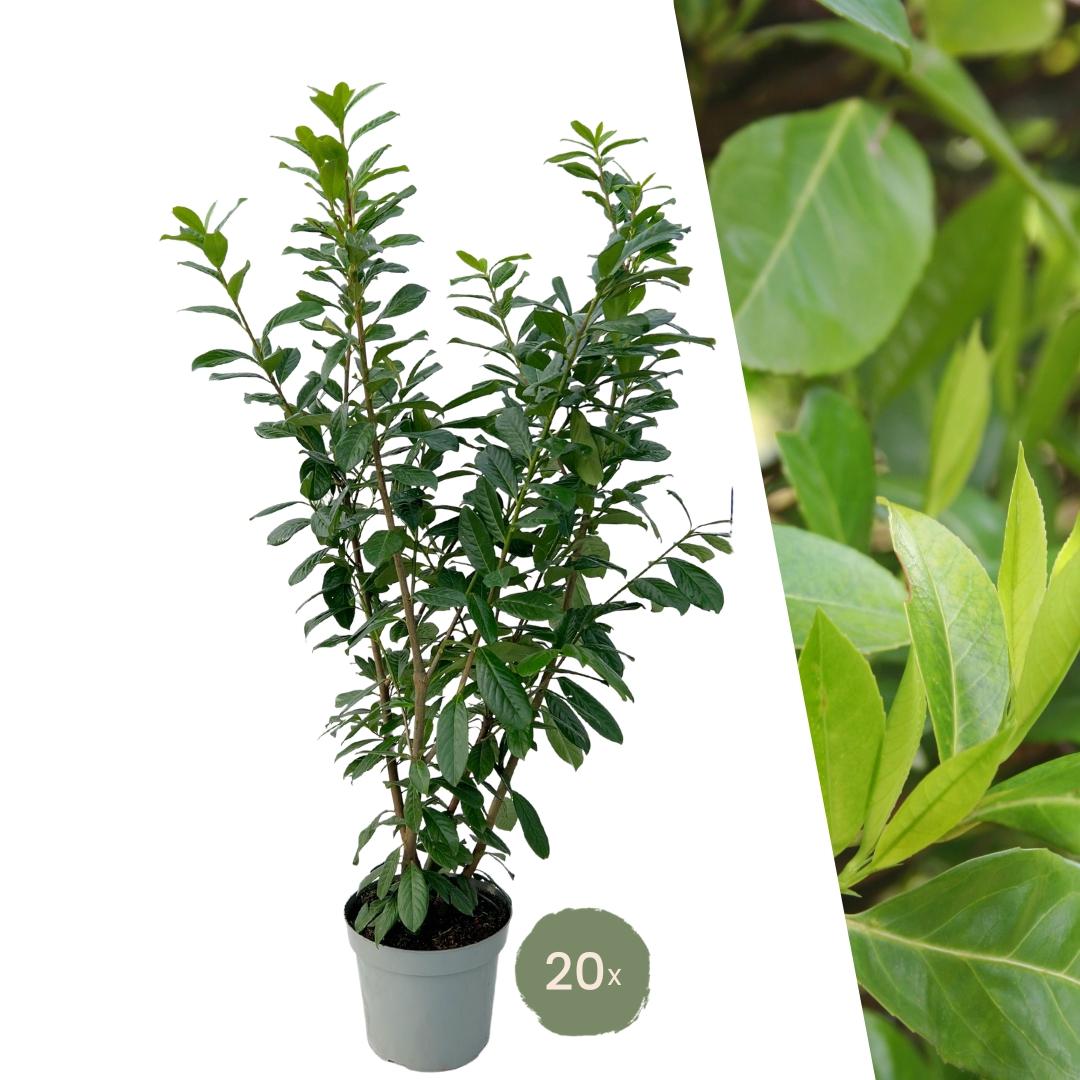 Groer Lorbeer fr 10 Meter lange Hecke - 130cm | Green Bubble