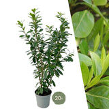 Product afbeelding 1
