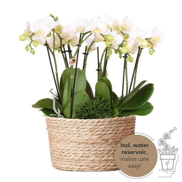 Combi deal - 3x Orchidee (Phalaenopsis) + 3x Rhipsalis in beige mand met waterreservoir