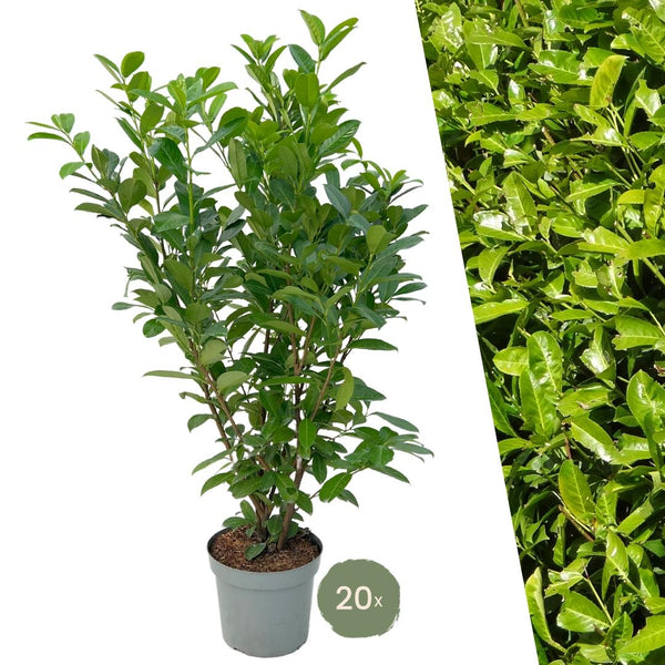 Grote Laurierkers Rotundifolia voor 10 meter strekkende haag - 130cm kopen bij Green Bubble