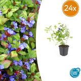 Product afbeelding 12