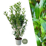 Product afbeelding 8