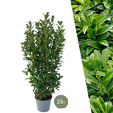Product afbeelding 6