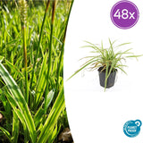 Product afbeelding 12