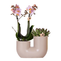 Oferta combinada - Orquídea Andorra + suculenta Miranda en maceta Tube