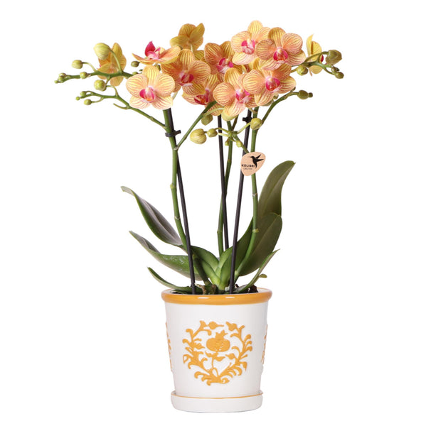 Orchidee (Phalaenopsis) inclusief pot 'Malaga'