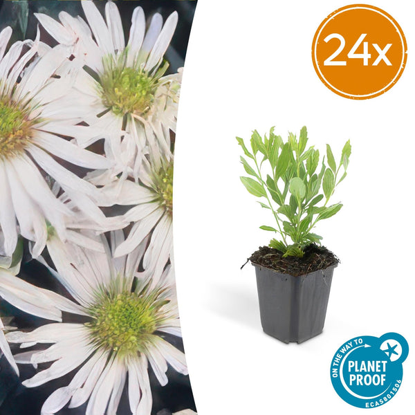 Aster ageratoides 'Ashvi' - 20cm kopen bij Green Bubble