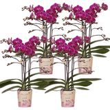 Product afbeelding 6