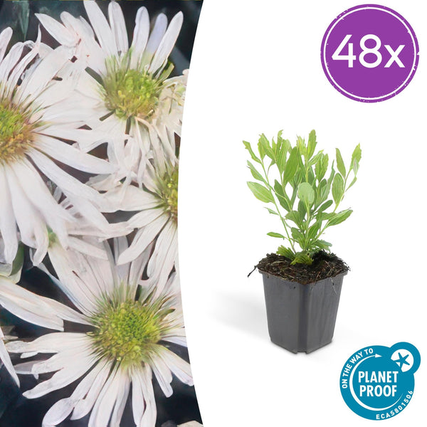 Aster ageratoides 'Ashvi' - 20cm