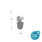 Product afbeelding 4